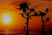 IIP Online Student Photography